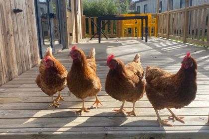 Camping Le Domaine de Mesqueau